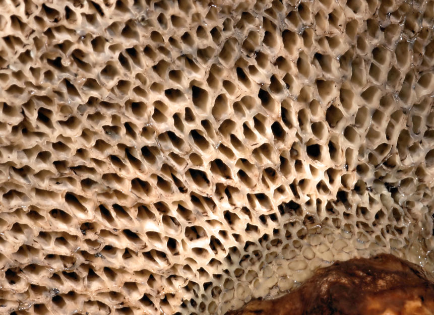 Funghi del Trentino